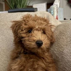 Rusty the labradoodle