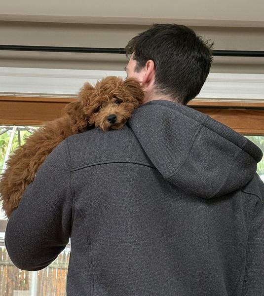 Rusty the labradoodle riding on a shoulder