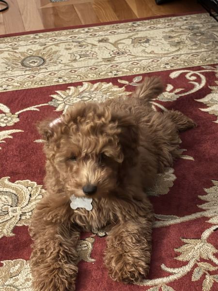 Rusty the labradoodle lying on the rug