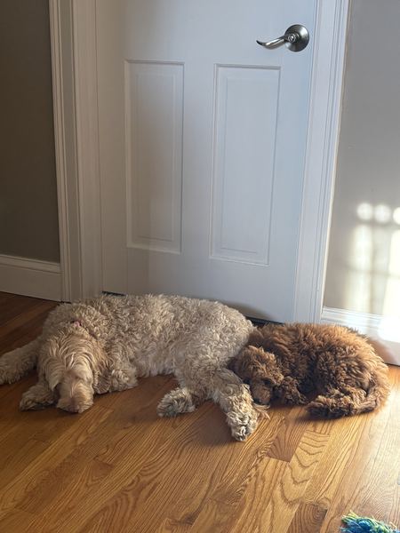 Rusty the labradoodle napping with his sister Sophie