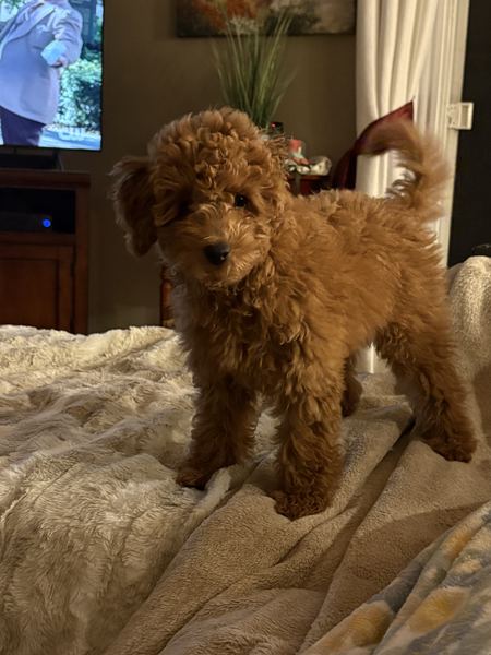 Rusty the labradoodle standing on the bed