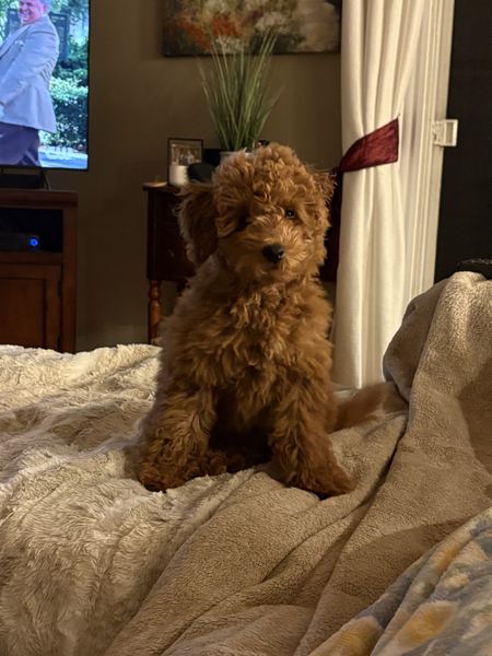 Rusty the labradoodle sitting on the bed