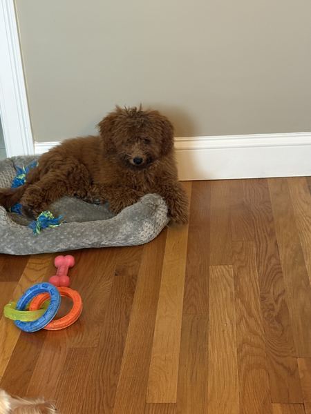 Rusty the labradoodle on his dog bed