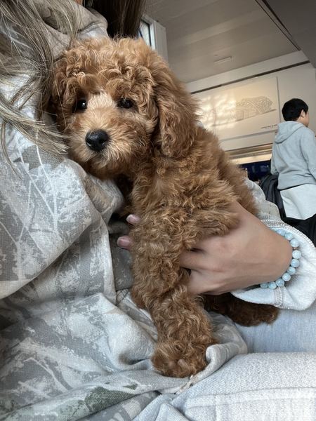 Rusty the labradoodle getting cuddles