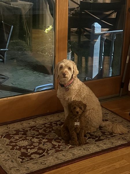 Rusty the labradoodle and Sophie by the door