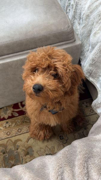 Rusty the labradoodle on the couch