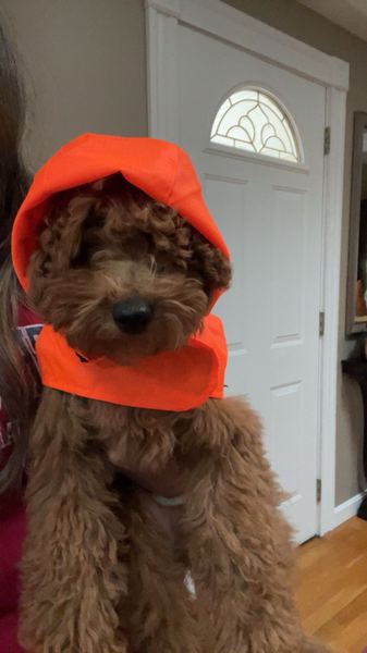 Rusty the labradoodle in an orange hat