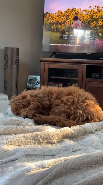 Rusty the labradoodle curled up on a blanket