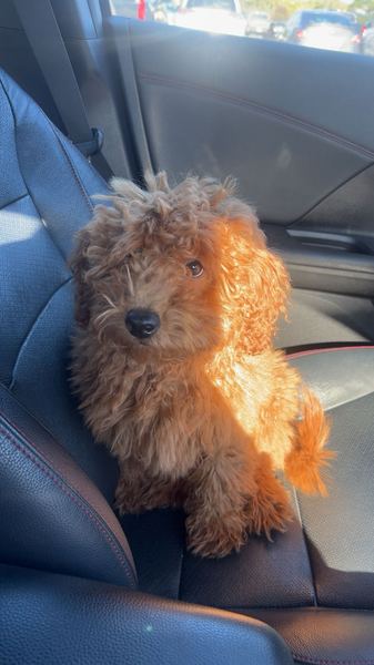 Rusty the labradoodle in the car