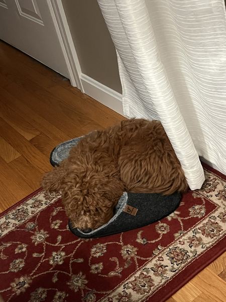 Rusty the labradoodle resting on the rug