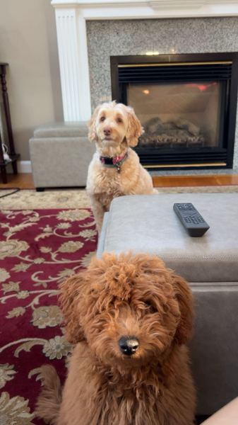Rusty the labradoodle and Sophie by the fireplace