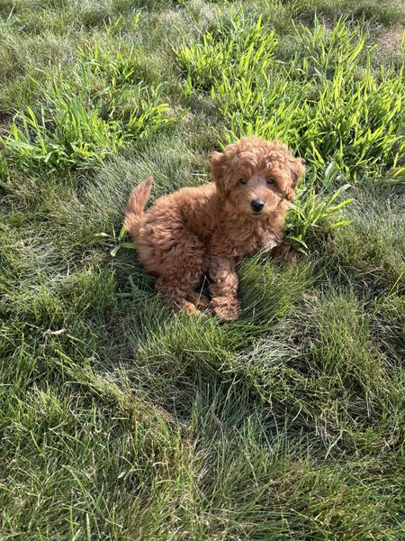 Rusty the labradoodle playing in the grass
