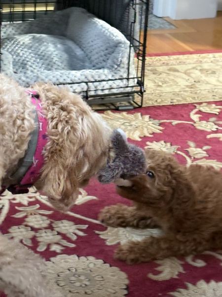 Rusty the labradoodle playing with Sophie