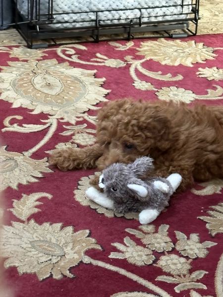 Rusty the labradoodle with his toy