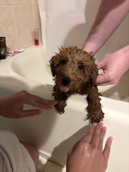 Rusty the labradoodle at bath time