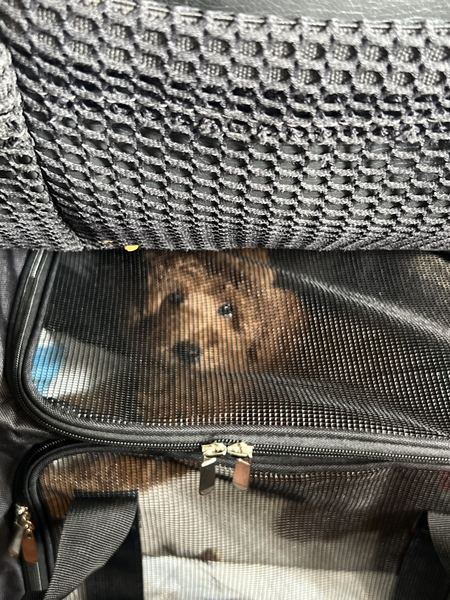 Rusty the labradoodle as a puppy in his carrier