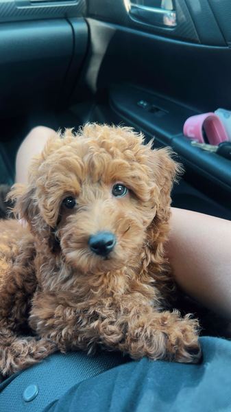 Rusty the labradoodle puppy on a lap in the car