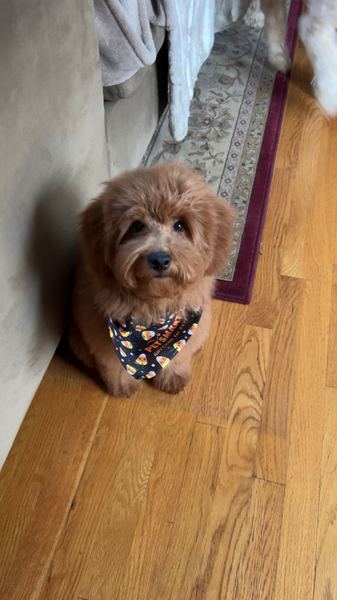 Rusty the labradoodle puppy in a bandana