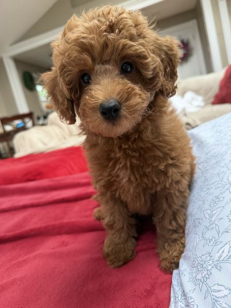 Rusty the labradoodle puppy on the bed