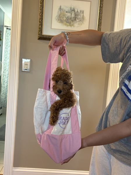 Rusty the labradoodle puppy in a tote bag